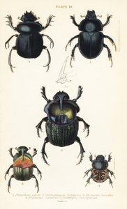 Heiliger Skarabäus, Scarabaeus sacer 1, Mistkäfer, Onthophagus nuchicornis 2, Coprophanaeus lancifer 3, Sulcophanaeus carnifex 4, und Mistkäfer, Geotrupes stercorarius 5