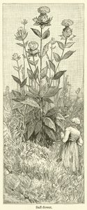 Safranblume