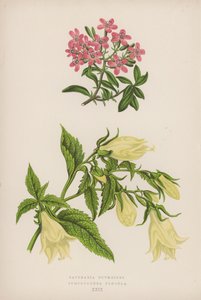 Saponaria Ocymoides; Symphyandra Pendula von English School