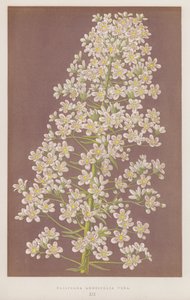 Saxifraga Longifolia Vera von English School