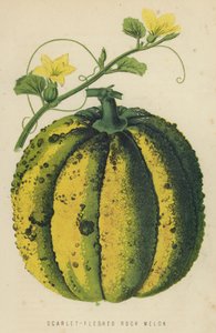 Scharlachrotes Fleisch-Rock-Melone