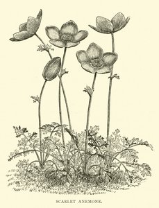 Scharlachrote Anemone von English School