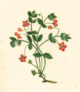 Roter Gauchheil, Anagallis Arvensis von English School