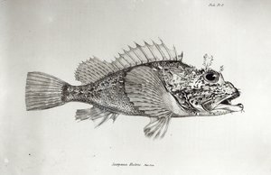 Skorpionfisch, Tafel 8 aus 
