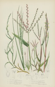 Meerhartgras, Frühe Knappia, Zwillingsspitziges Schnurgras, Vielspitziges Schnurgras, Kriechender Hundszahn von English School