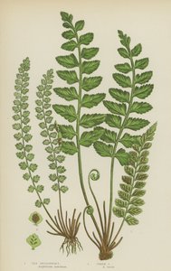 Meeres-Milzfarn, Grüner Milzfarn von English School