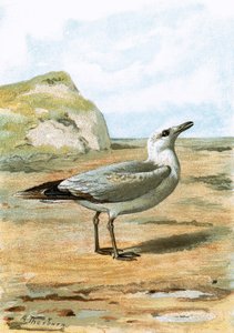 Möwe von English School