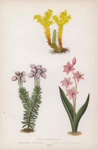Sedum Sexangulare; Menziesia Caerulea; Scilla Bifolia Rubra von English School