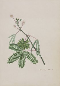 Empfindliche Pflanze, Illustration aus einem Album von Gedichten, ca. 1828