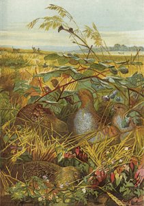 September und Oktober, Wildvögel
