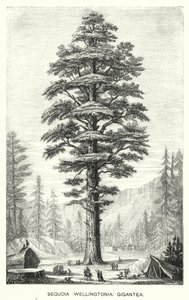 Sequoia (Wellingtonia) Gigantea (Gravur) von English School