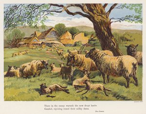 Schafe und Lämmer von English School