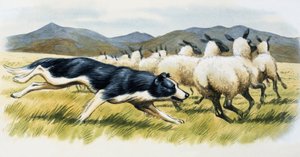 Schäferhund von English School