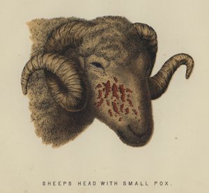 Schafskopf mit Pocken (Farblithografie) von English School