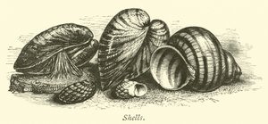 Muscheln von English School