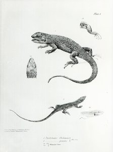 Schindelleguan, Illustration aus 