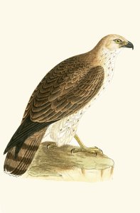 Kurzzehenadler, Illustration aus 