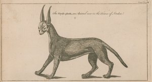 Schwarzer Vogel von English School