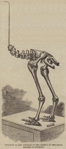 Skelett des Dinornis im Museum des Royal College of Surgeons (Gravur) von English School