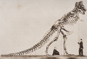 Skelett des Tyrannosaurus Rex im American Museum of Natural History, aus 