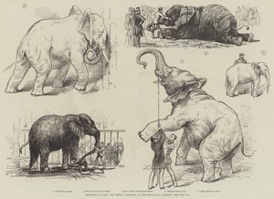 Skizzen von Jumbo, dem afrikanischen Elefanten, im Zoologischen Garten (Lithographie) von English School