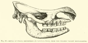 Schädel des fossilen Nashorns (R. leptorhinus, Owen) aus den Thames Valley Brick-earths von English School