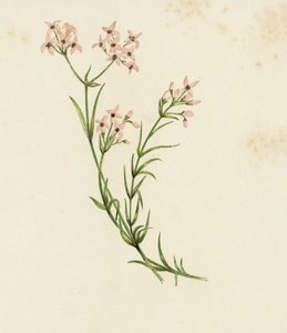 Kleines Labkraut, Asperula Cynanchica von English School