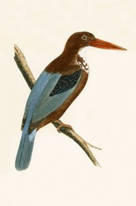 Smyrna-Eisvogel, Illustration aus 
