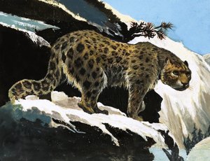 Schneeleopard