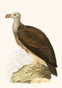 Geselliger Geier, Illustration aus 