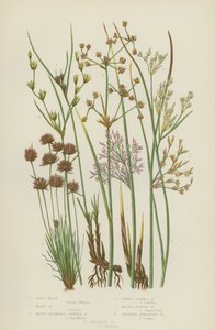 Weiches Binsen, Harte Binsen, Stumpfblütige Gelenkbinse, Dreiblättrige Binse, Rundfrüchtige Binse von English School