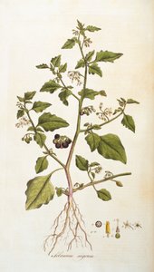 Solanum nigrum [Nachtschatten], Illustration aus Flora Londiniensis [Blumen von London] von William Curtis, veröffentlicht 1777-98 (Farbstich) von English School