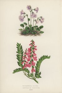 Soldanella Alpina; Hedysarum Obscurum von English School