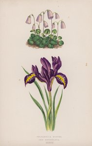 Soldanella Minima; Iris Reticulata von English School