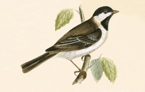 Sombre Tit, Illustration aus 