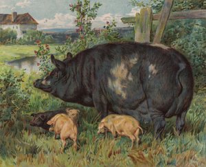 Sau und Ferkel