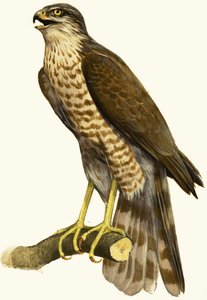Sperber