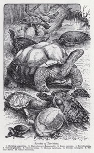 Arten von Schildkröten von English School