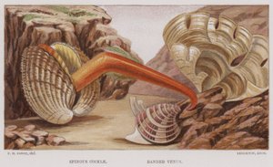 Stachelige Herzmuschel, Gebänderte Venusmuschel von English School