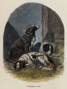 Hunde des Jägers (farbiger Stich) von English School