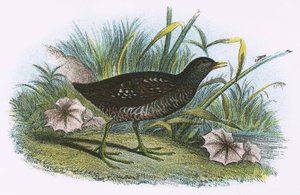 Tüpfelsumpfhuhn von English School
