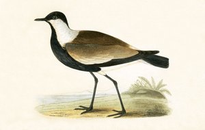 Spornkiebitz, Illustration aus 