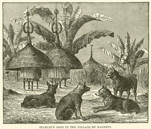 Stanleys Hunde im Dorf Kagehyi (Gravur) von English School