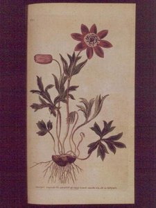 Stern-Anemone (Anemone hortensis), Tafel 123 aus William Curtis