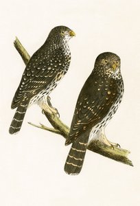 Strix Pusilla, Illustration aus 