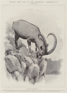 Studien aus dem Leben im Zoologischen Garten von English School