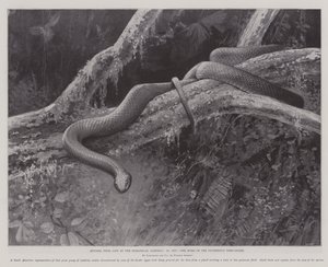 Studien aus dem Leben im Zoologischen Garten, das Zuhause der bleigrauen Baumschlange von English School