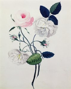 Studie von weißen und rosa Rosen, ca. 1820 von English School
