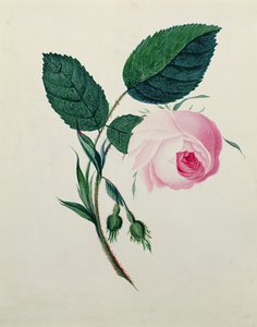 Studie einer rosa Rose, ca. 1820 von English School