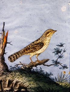 Studie eines Vogels, ca. 1800